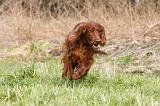 SETTER IRLANDAIS 260